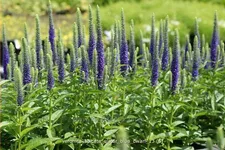 Veronica spicata 'Ulster Blue Dwarf'