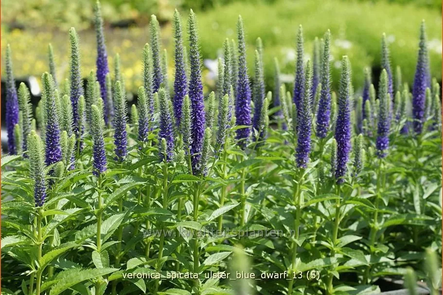 Veronica spicata 'Ulster Blue Dwarf'