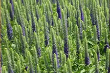 Veronica spicata 'Ulster Blue Dwarf'
