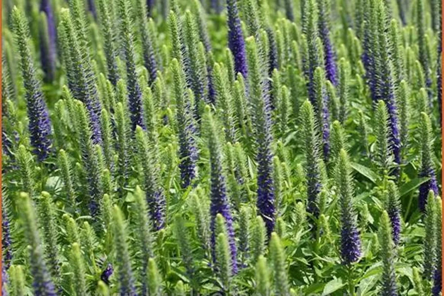 Veronica spicata 'Ulster Blue Dwarf'