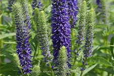 Veronica spicata 'Ulster Blue Dwarf'
