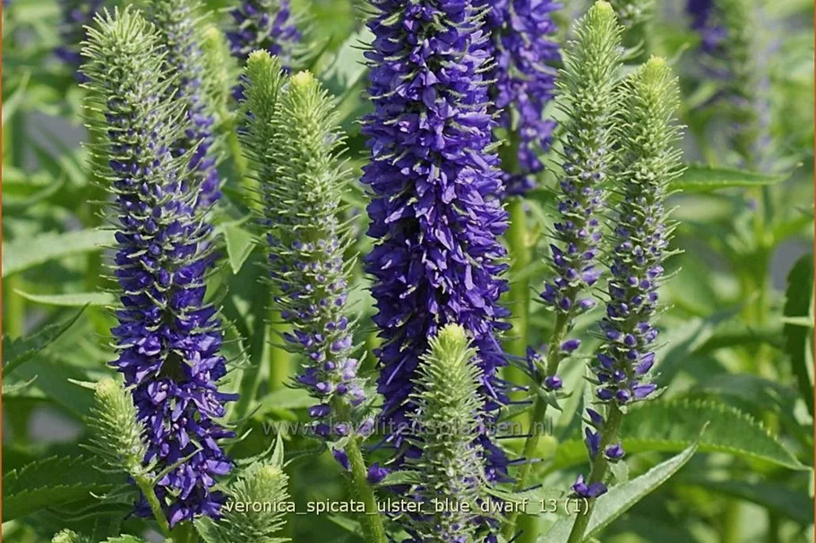 Veronica spicata 'Ulster Blue Dwarf'