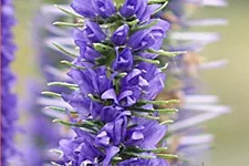 Veronica spicata 'Ulster Blue Dwarf'