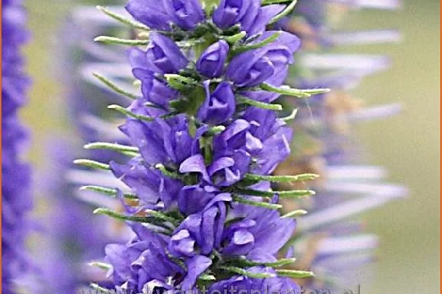 Veronica spicata 'Ulster Blue Dwarf'