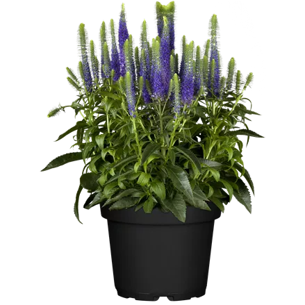 Veronica spicata 'Ulster Blue Dwarf'