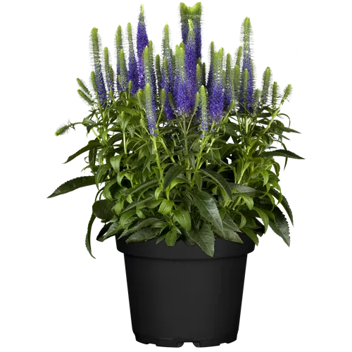 Veronica spicata 'Ulster Blue Dwarf'