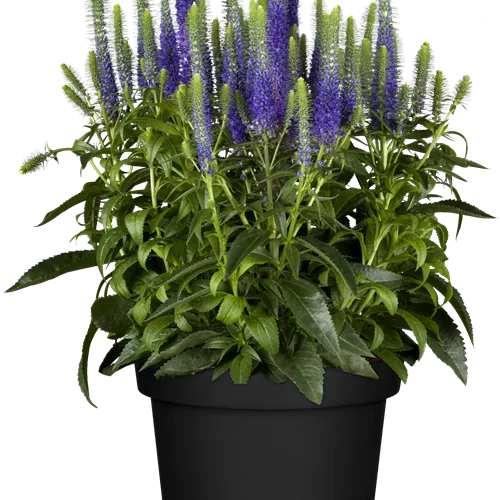 Veronica spicata 'Ulster Blue Dwarf'
