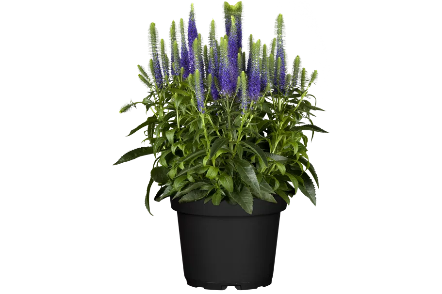 Veronica spicata 'Ulster Blue Dwarf'