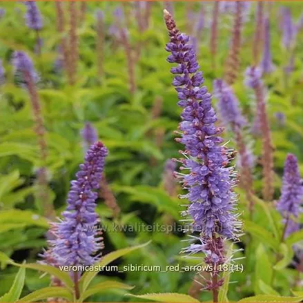 Veronicastrum sibiricum 'Red Arrows'