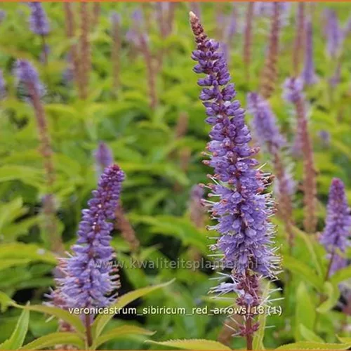 Veronicastrum sibiricum 'Red Arrows'