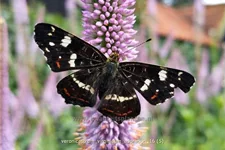 Veronicastrum virginicum 'Adoration'