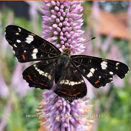 Veronicastrum virginicum 'Adoration'