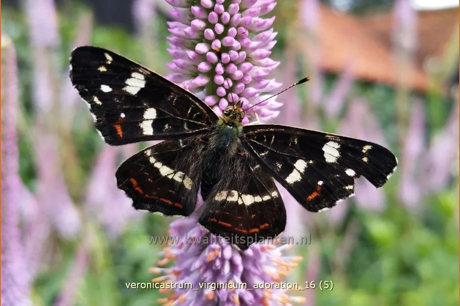 Veronicastrum virginicum 'Adoration'