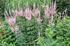 Veronicastrum virginicum 'Adoration'