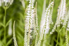 Veronicastrum virginicum 'Album'