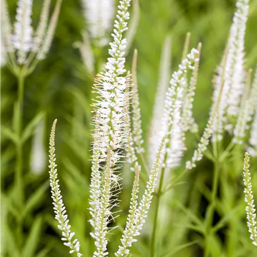 Veronicastrum virginicum 'Album'