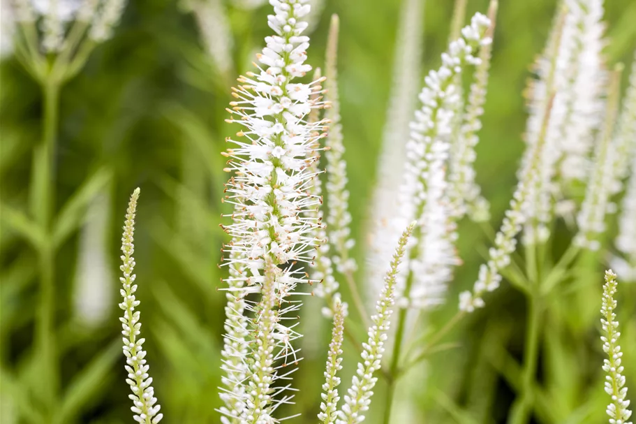 Veronicastrum virginicum 'Album'