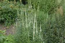 Veronicastrum virginicum 'Album'