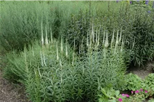 Veronicastrum virginicum 'Album'