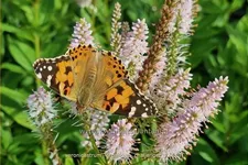 Veronicastrum virginicum 'Challenger'