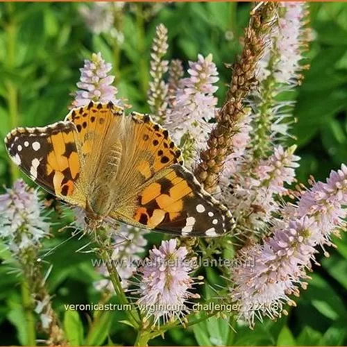 Veronicastrum virginicum 'Challenger'