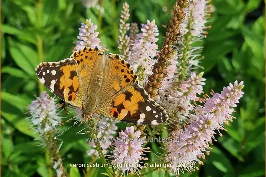 Veronicastrum virginicum 'Challenger'