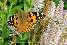 Veronicastrum virginicum 'Challenger'