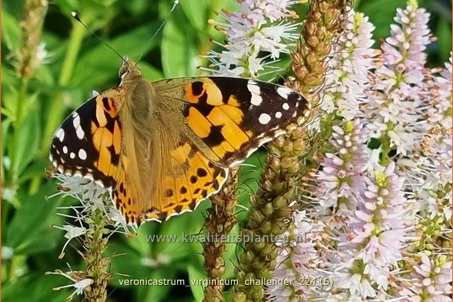 Veronicastrum virginicum 'Challenger'
