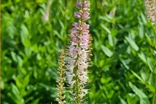 Veronicastrum virginicum 'Challenger'