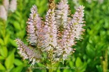 Veronicastrum virginicum 'Challenger'