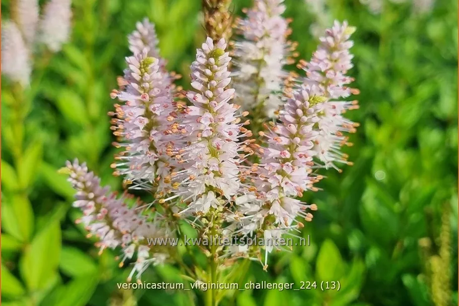 Veronicastrum virginicum 'Challenger'