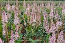 Veronicastrum virginicum 'Challenger'