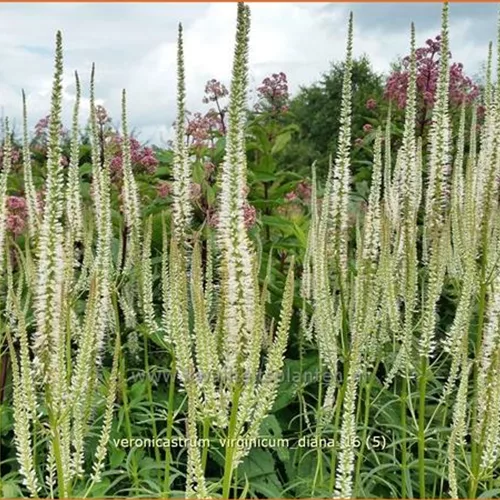 Veronicastrum virginicum 'Diana'