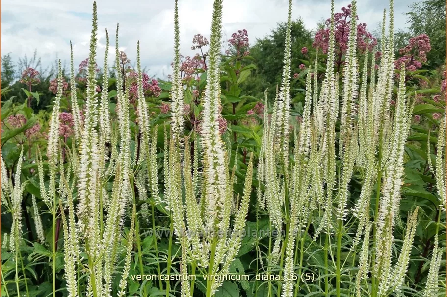 Veronicastrum virginicum 'Diana'