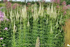 Veronicastrum virginicum 'Diana'