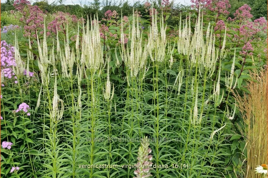 Veronicastrum virginicum 'Diana'