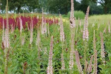 Veronicastrum virginicum 'Erika'