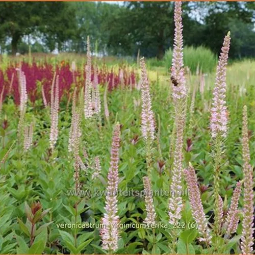 Veronicastrum virginicum 'Erika'