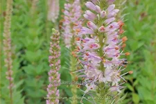 Veronicastrum virginicum 'Erika'