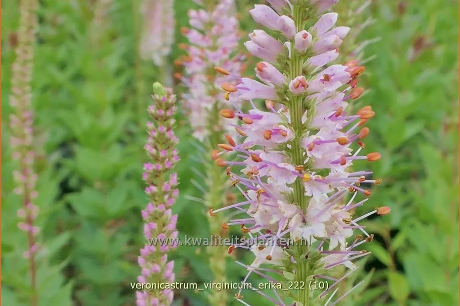Veronicastrum virginicum 'Erika'