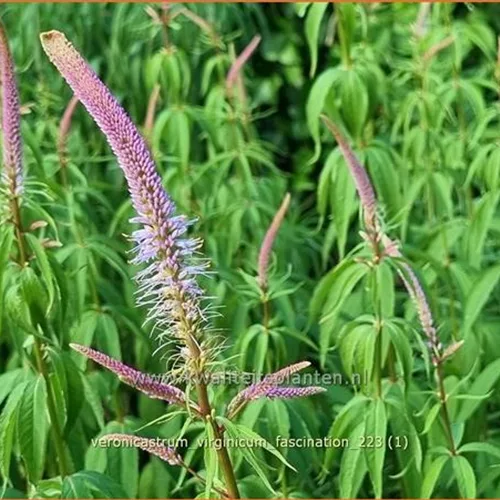 Veronicastrum virginicum 'Fascination'