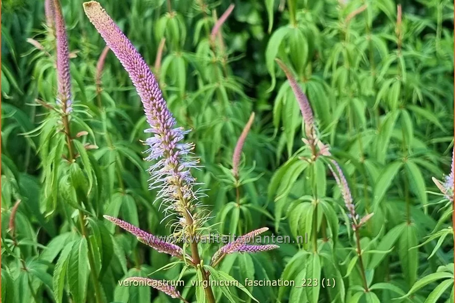Veronicastrum virginicum 'Fascination'