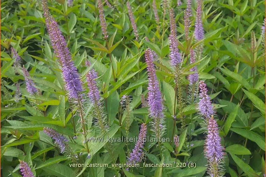 Veronicastrum virginicum 'Fascination'