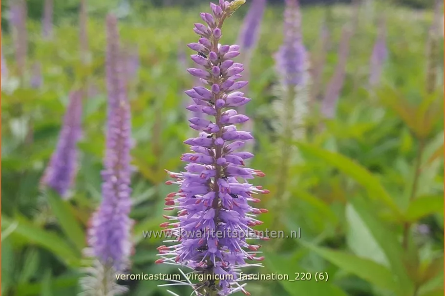 Veronicastrum virginicum 'Fascination'