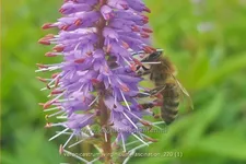Veronicastrum virginicum 'Fascination'