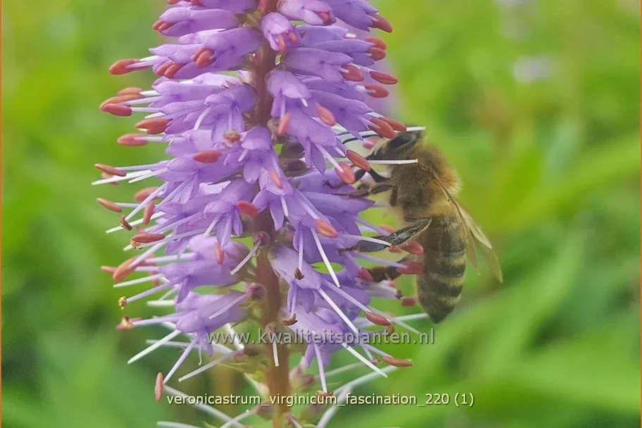 Veronicastrum virginicum 'Fascination'