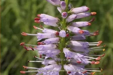 Veronicastrum virginicum 'Lavendelturm'