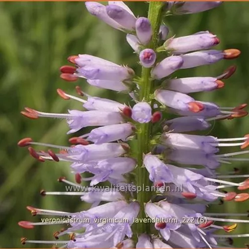 Veronicastrum virginicum 'Lavendelturm'