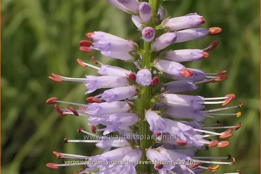 Veronicastrum virginicum 'Lavendelturm'