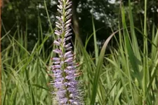 Veronicastrum virginicum 'Lavendelturm'
